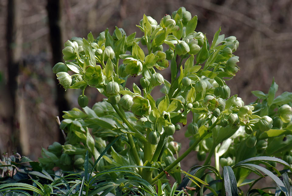 Helleborus foetidus / Elleboro puzzolente